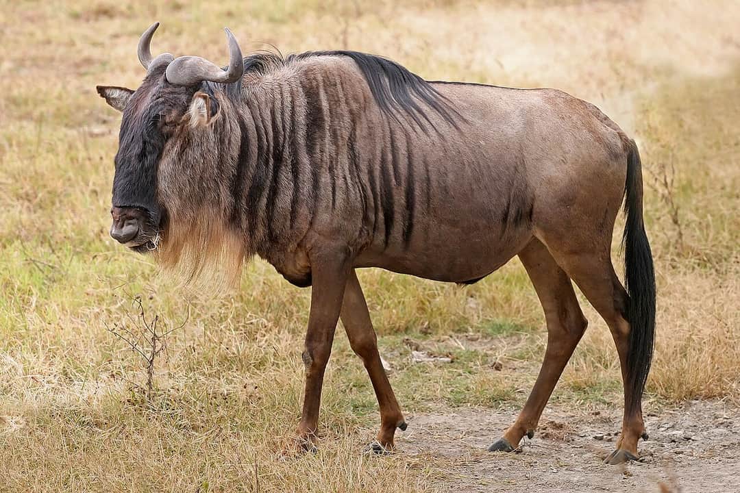1-Day Ngorongoro Crater Day Trip from Arusha photo 2