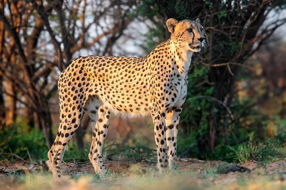 Full Day Maasai Mara