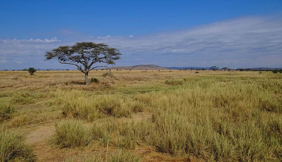Tarangire to Serengeti