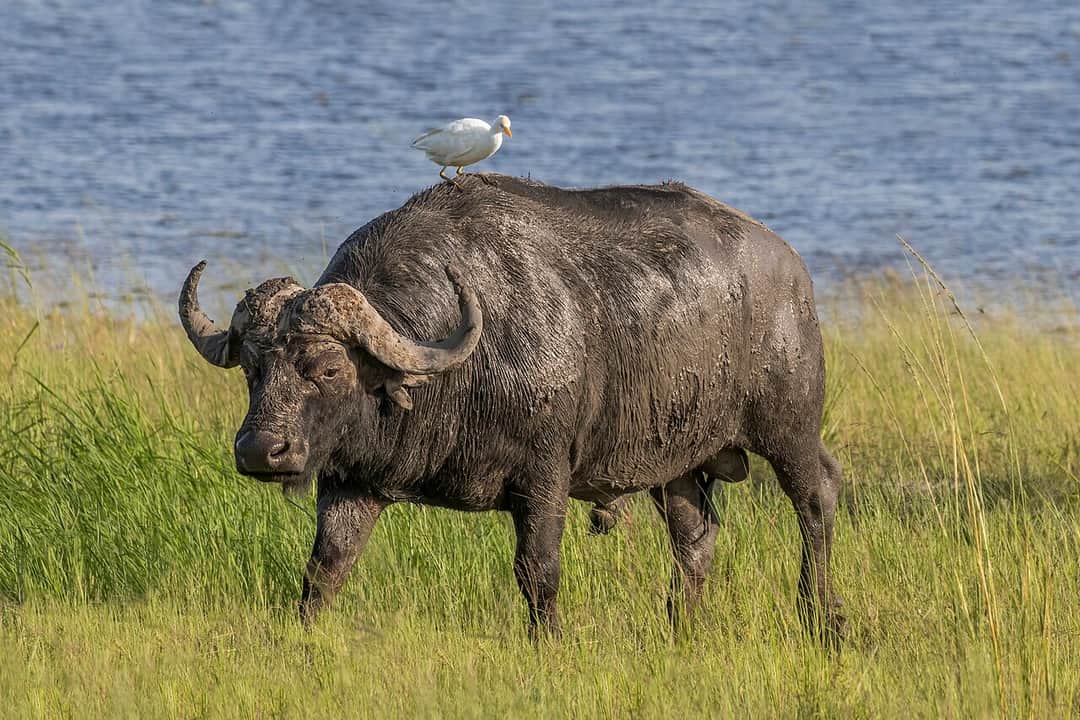 5-Day Kruger National Park Safari photo 2