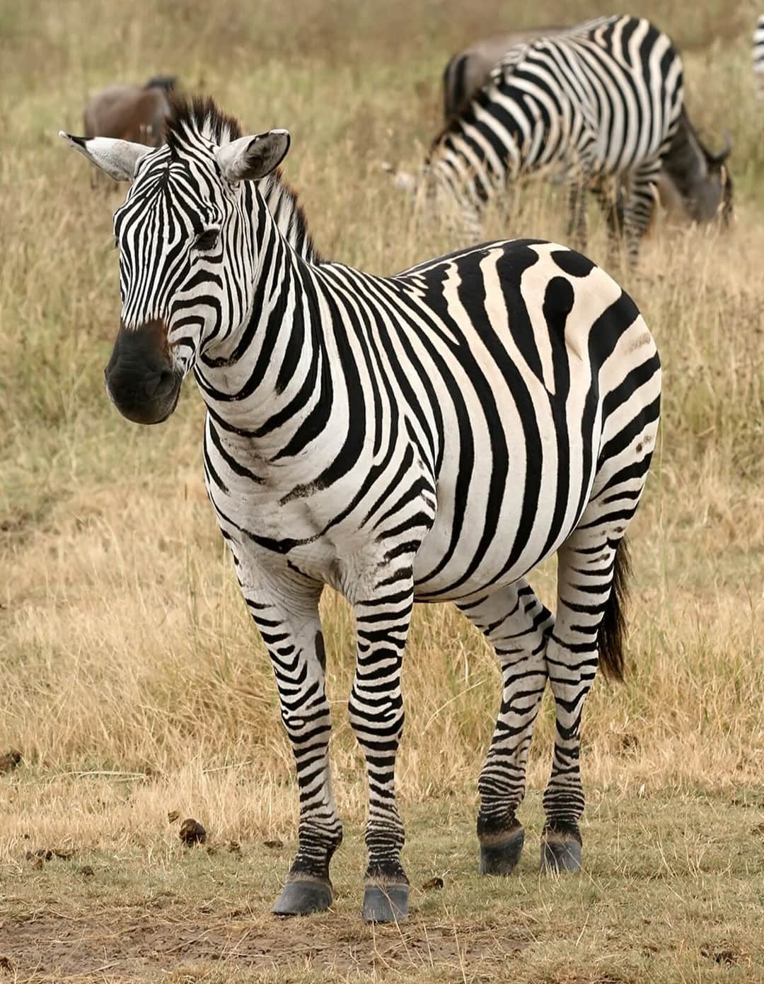 1-Day Tarangire National Park Day Trip from Arusha photo 3