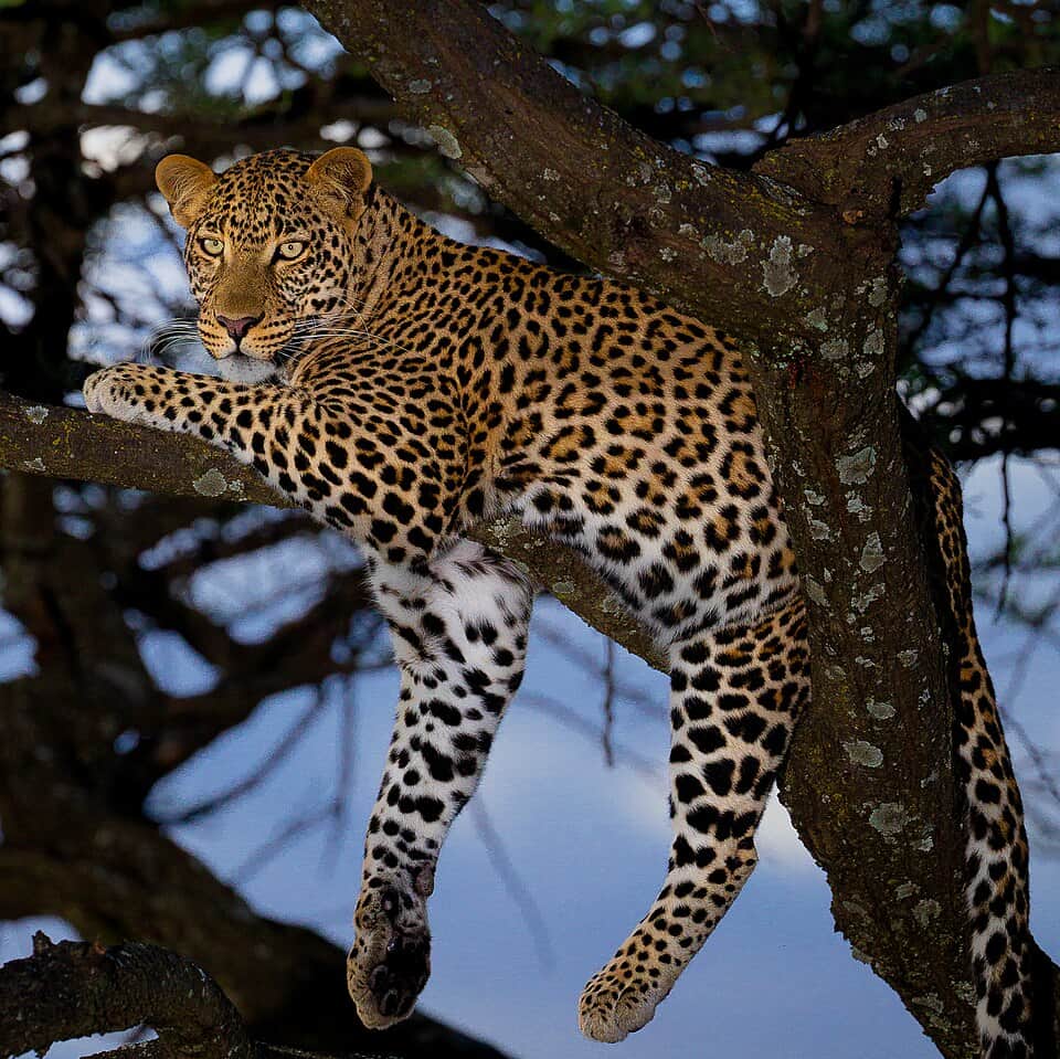 Central Serengeti