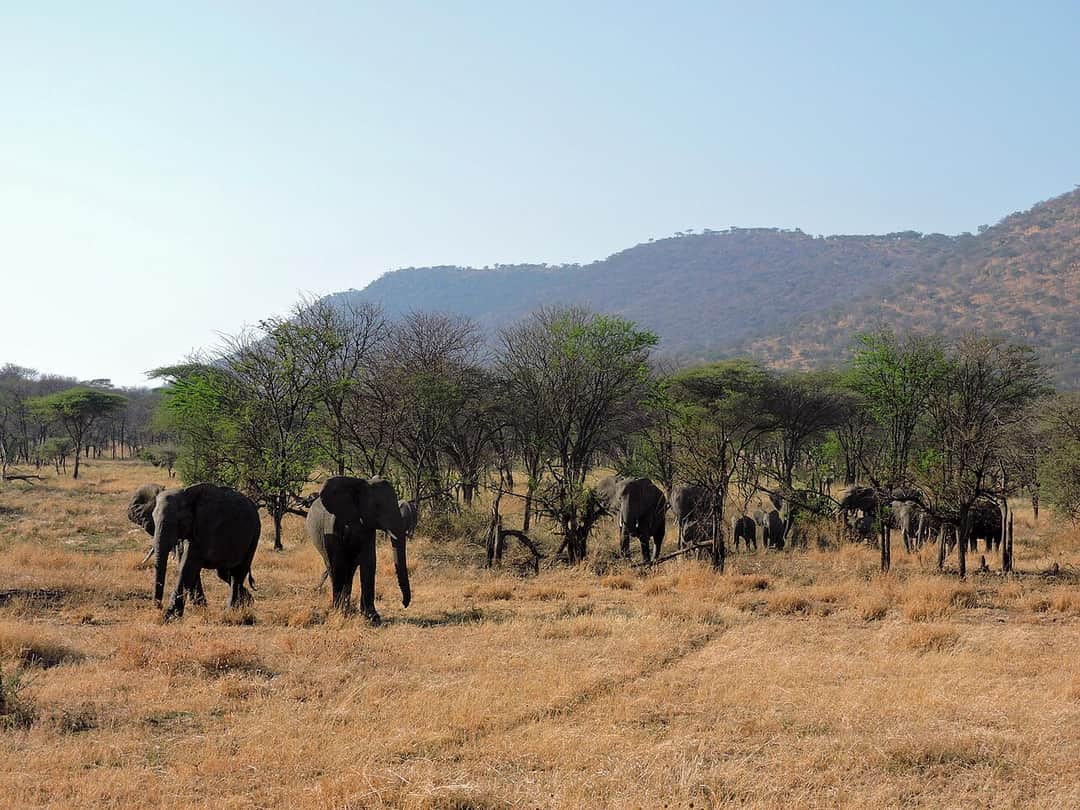 5-Day Serengeti & Ngorongoro Classic Safari