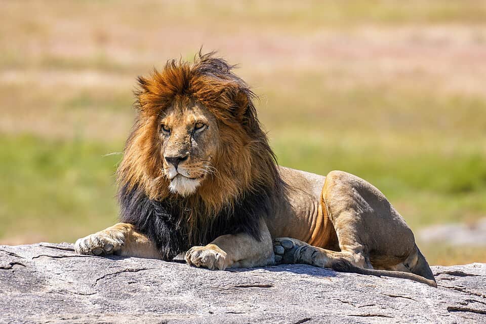 9-Day Tanzania Highlights: Serengeti, Ngorongoro & Zanzibar