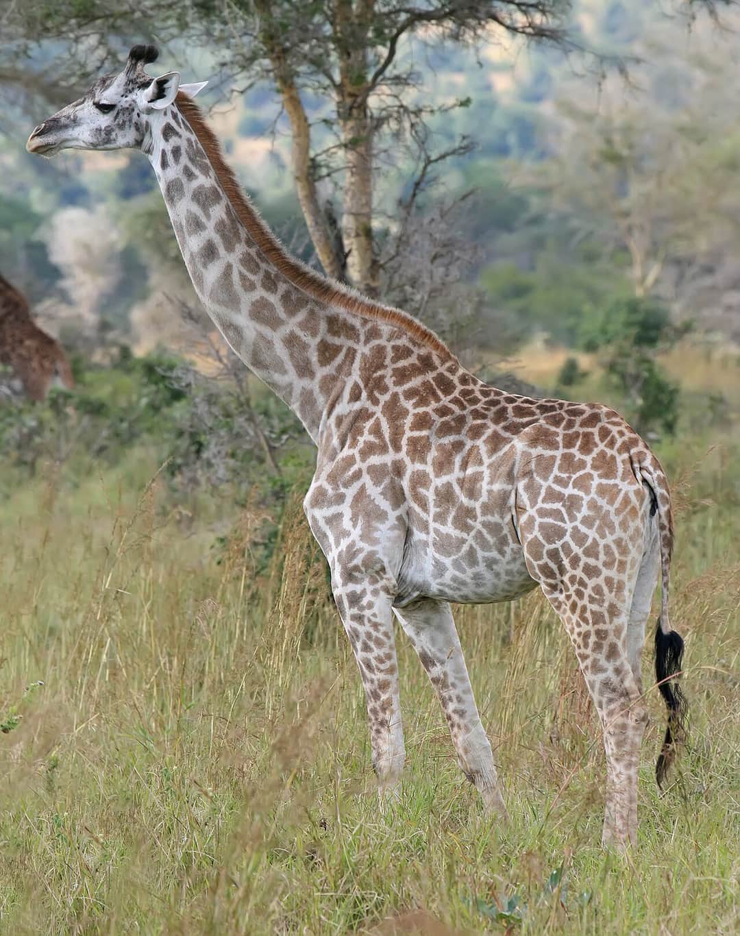 5-Day Serengeti & Ngorongoro Classic Safari photo 5