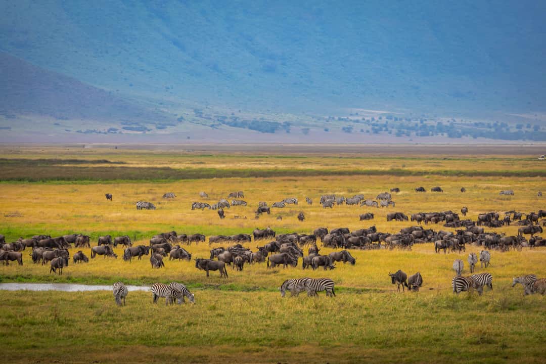 Safari ya Siku 2 Serengeti National Park kwa Ndege Kutoka Zanzibar