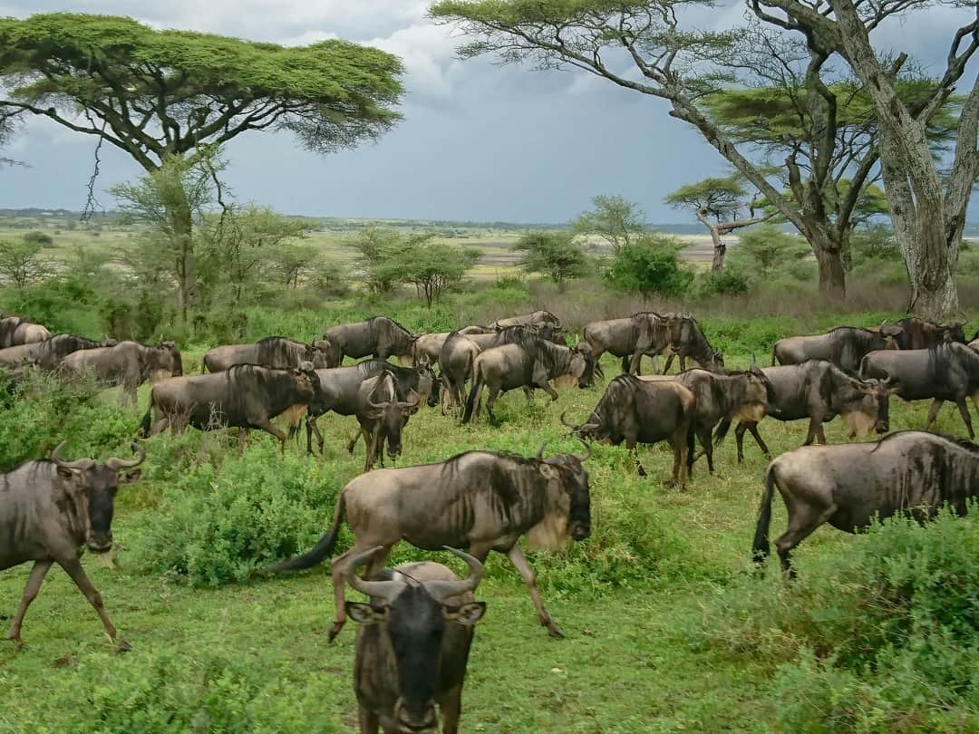 Safari matutino – Vuelo de regreso a Zanzíbar