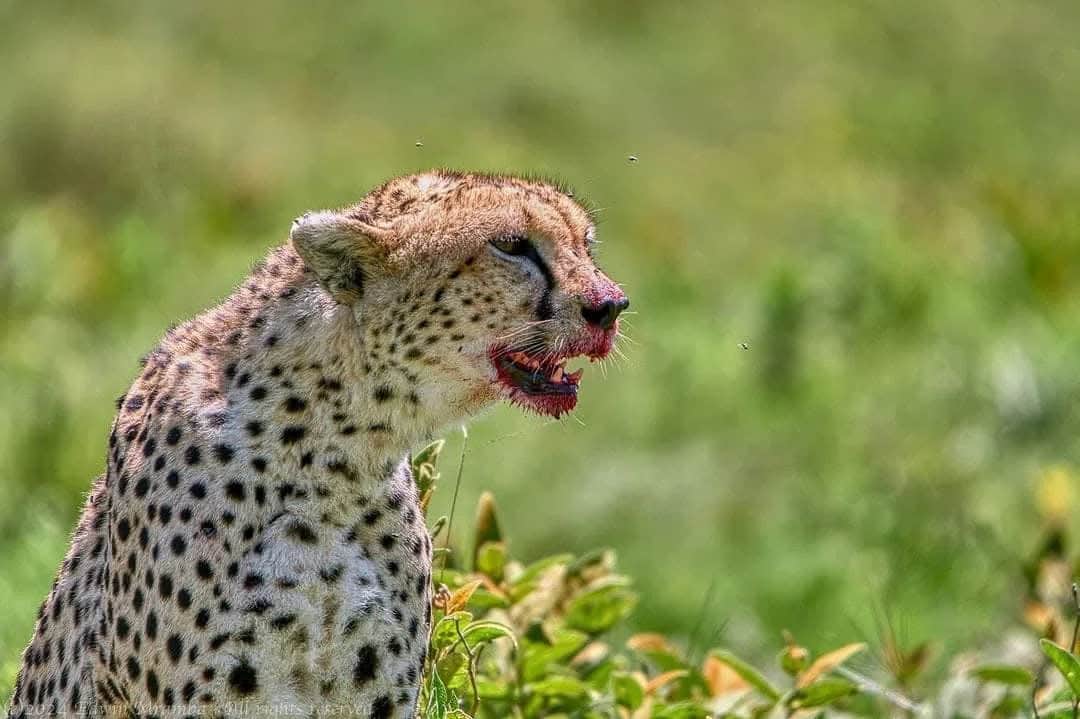 7-Day Serengeti,Ngorongoro and Tarangire photo 3