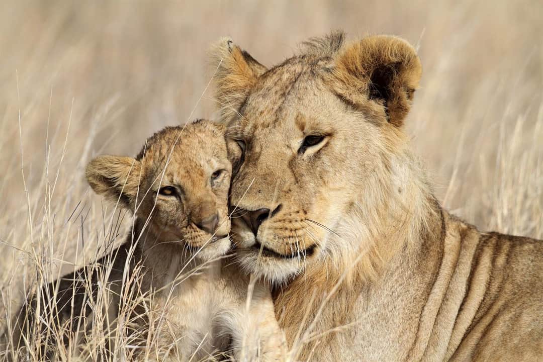 5-Day Migration Safari from Zanzibar photo 3