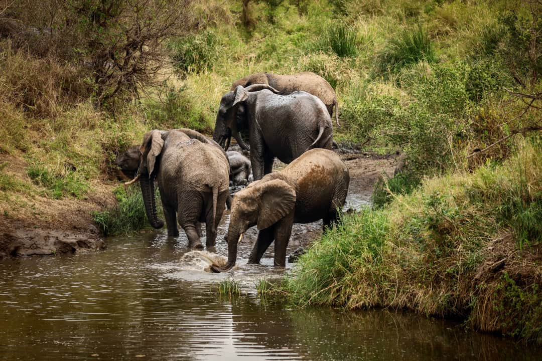6-Day TARANGIRE, MANYARA, SERENGETI AND NGORONGORO photo 1