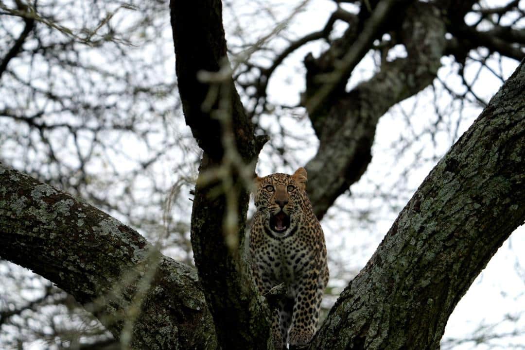 7-Day Northern Tanzania Honeymoon Mid Range Safari photo 7
