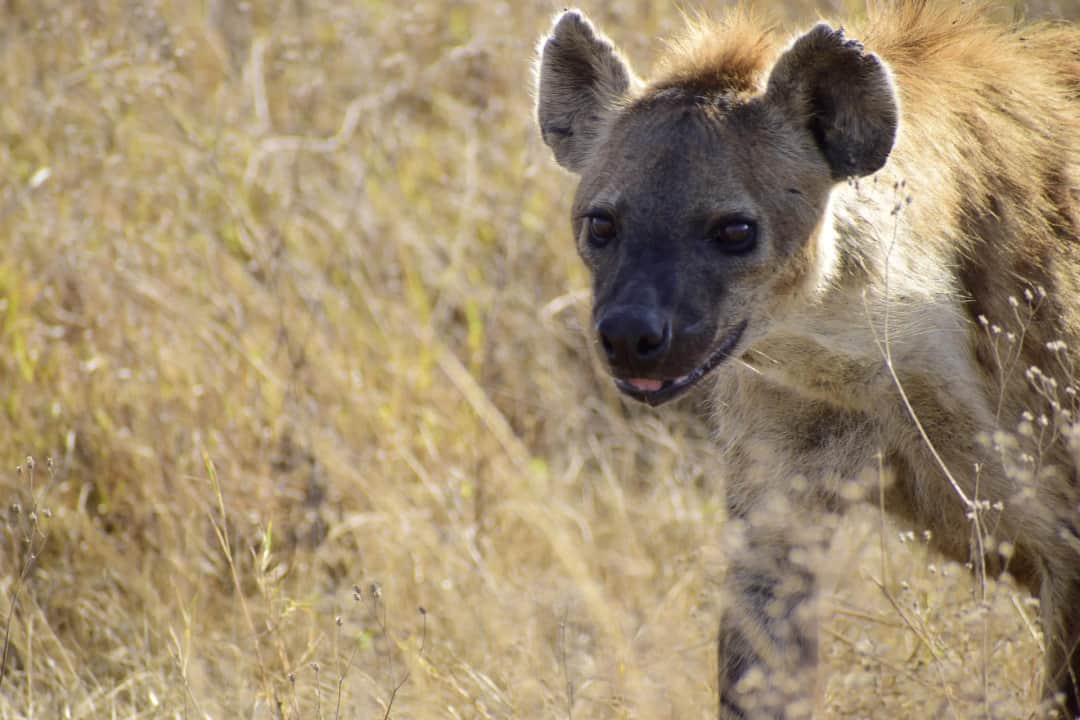 Lake Manyara National Park return to Arusha 