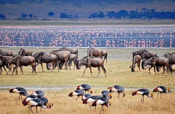 3-Day Love & Legacy (Serengeti & Crater Escape) photo 5
