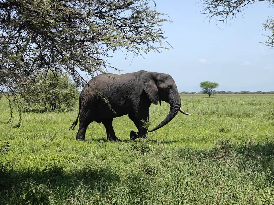 6-Day Classic Tanzania Big Five Quest