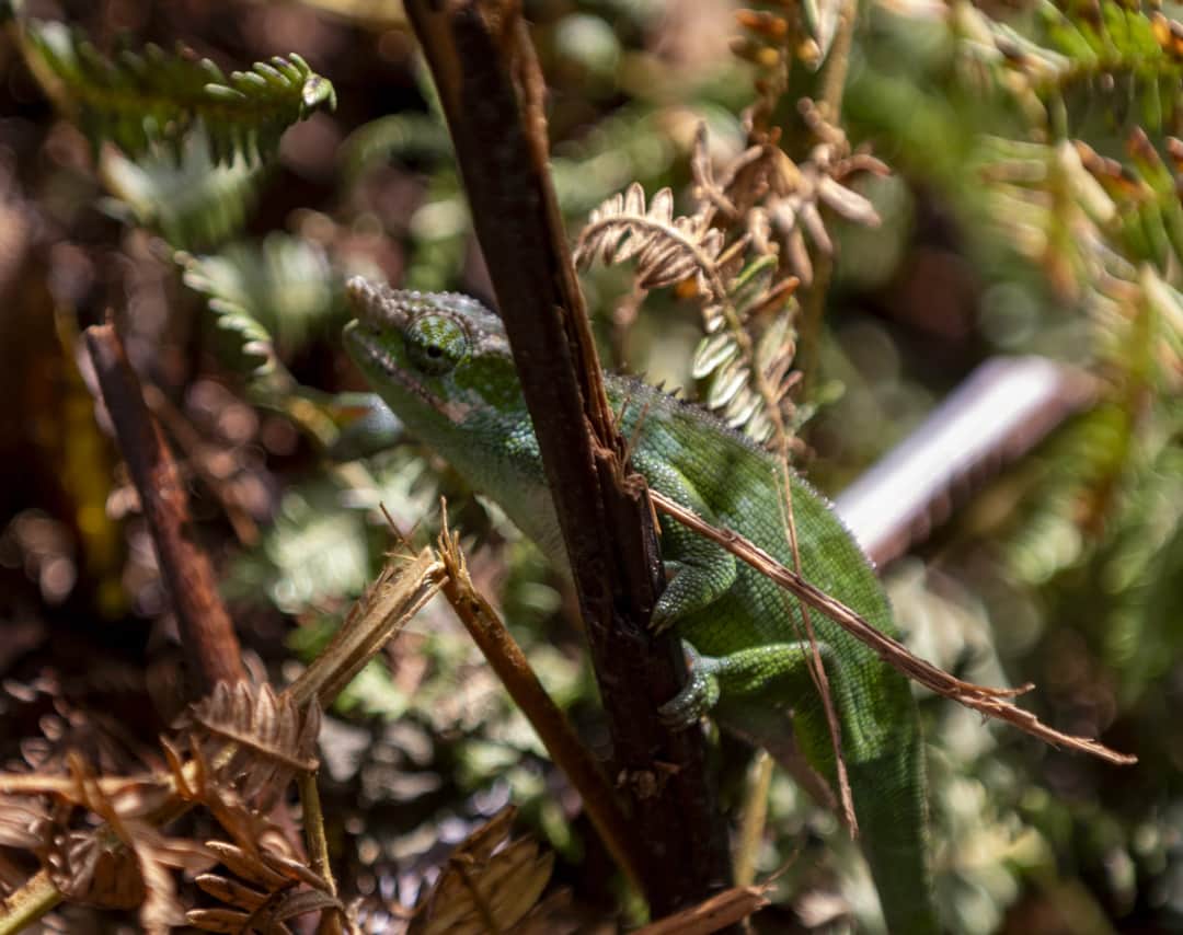 4-Day  Usambara Mountains-Mtae Trekking Tour photo 7