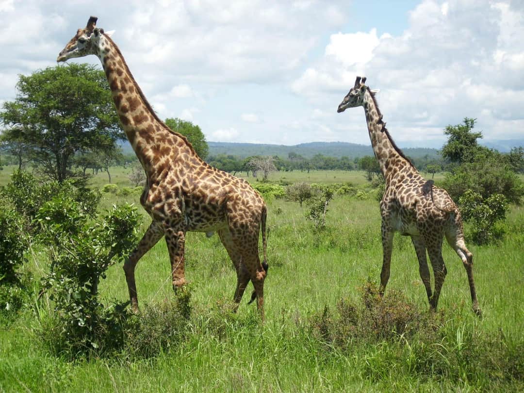 Safari di 2 giorni al Mikumi NP e cultura Maasai photo 2