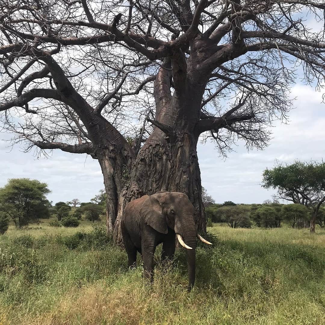 Tarangire National Park