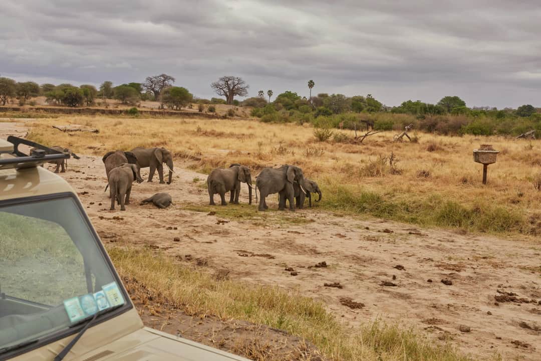 7-Day Tanzania Safari photo 1