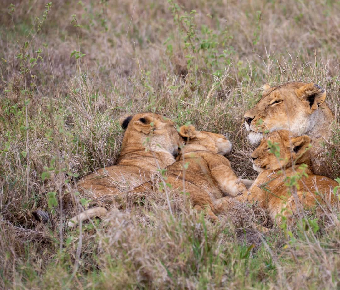 Masai Mara National Reserve