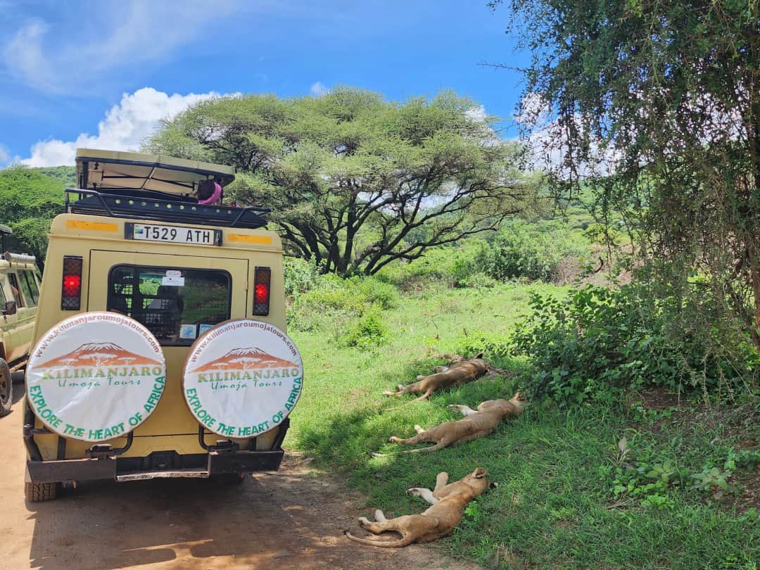 5-Day Day Tanzania Wildlife Safari Adventure photo 7