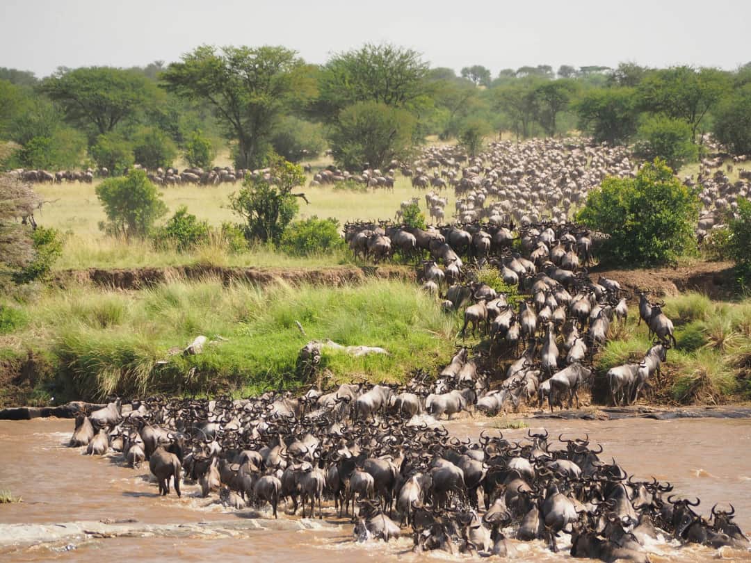 Ngorongoro crater