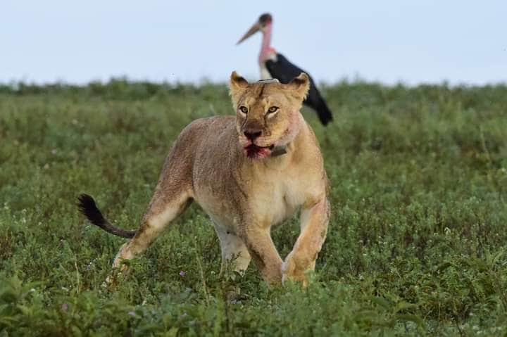 4-Day Lodge Safari: Tarangire, Serengeti & Ngorongoro photo 2