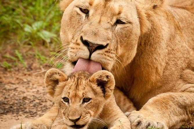 Full-Day Serengeti Wildlife Adventure