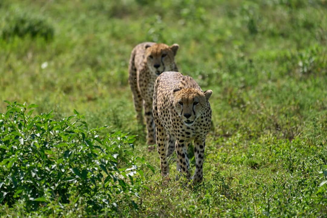 4-Day Fly in from Zanzibar to Kogatende Great Migration