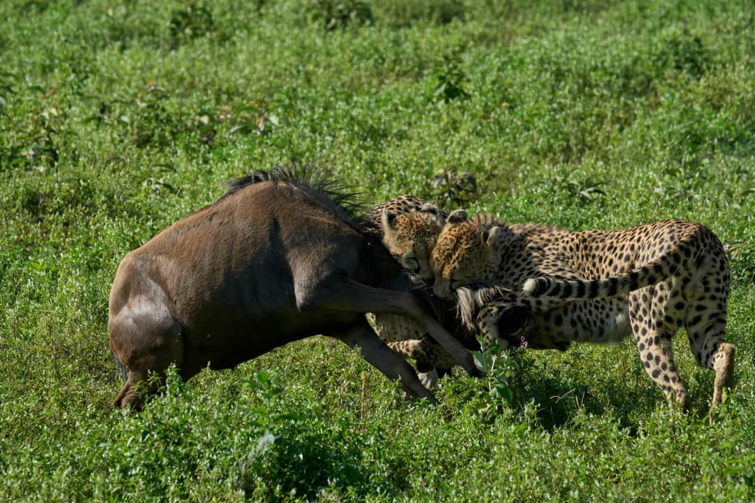 7天坦桑尼亚野生动物safari与桑给巴尔海滩假期 photo 3