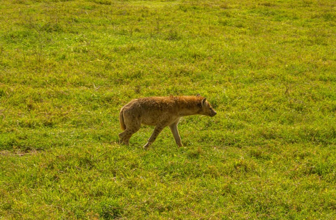 4-Day Whispers of Love in the Wild photo 10