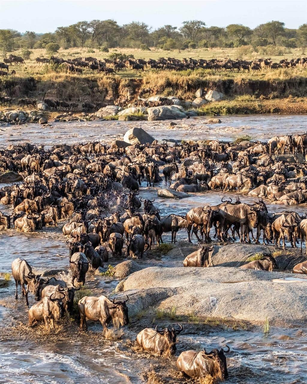 5-Day Great Serengeti Wildebeest Migrations Encounter