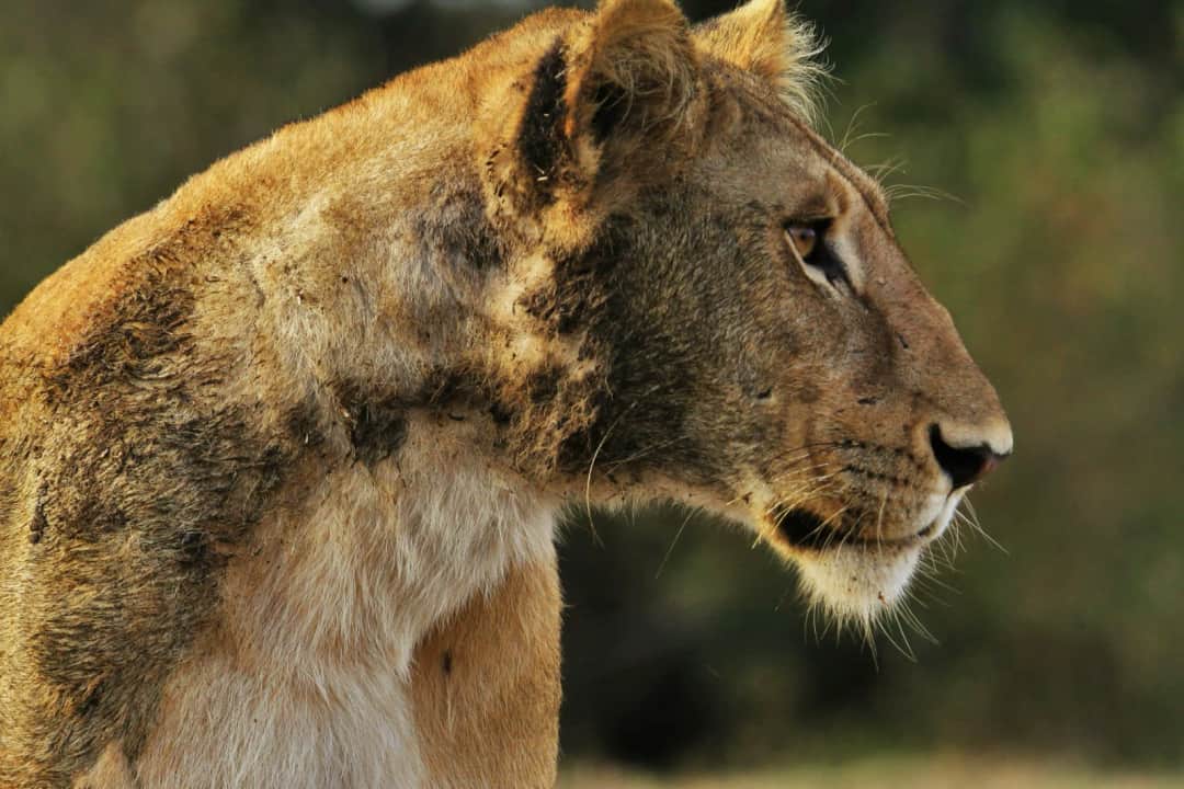 4-Day Tanzania Safari and Camping Adventure photo 5