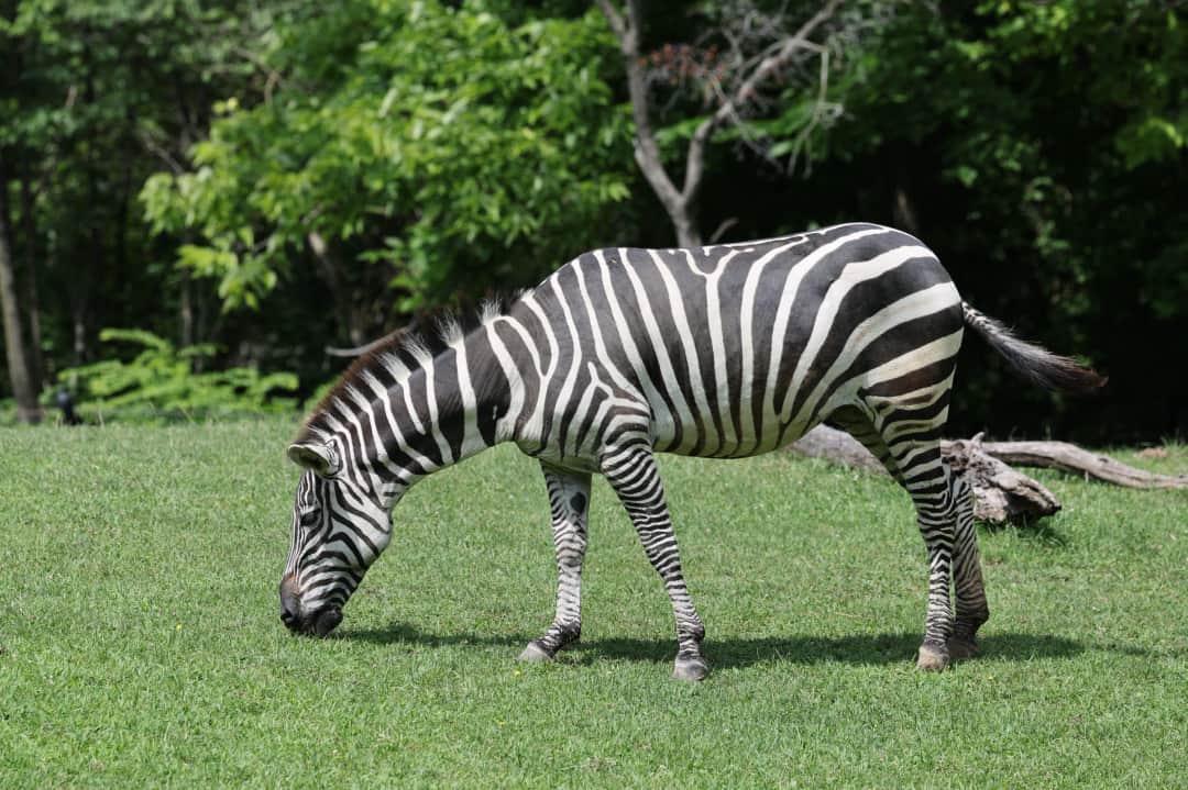 5-Day Tented Lodge Safari: Serengeti, Ngorongoro Crater, Lake Manyara & Tarangire
