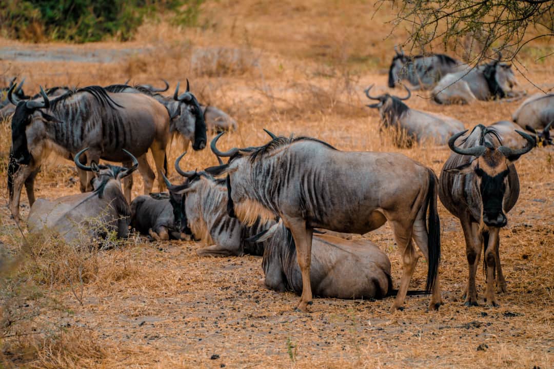 Safari en avión de 2 días por el Parque Nacional Serengeti desde Zanzíbar photo 2