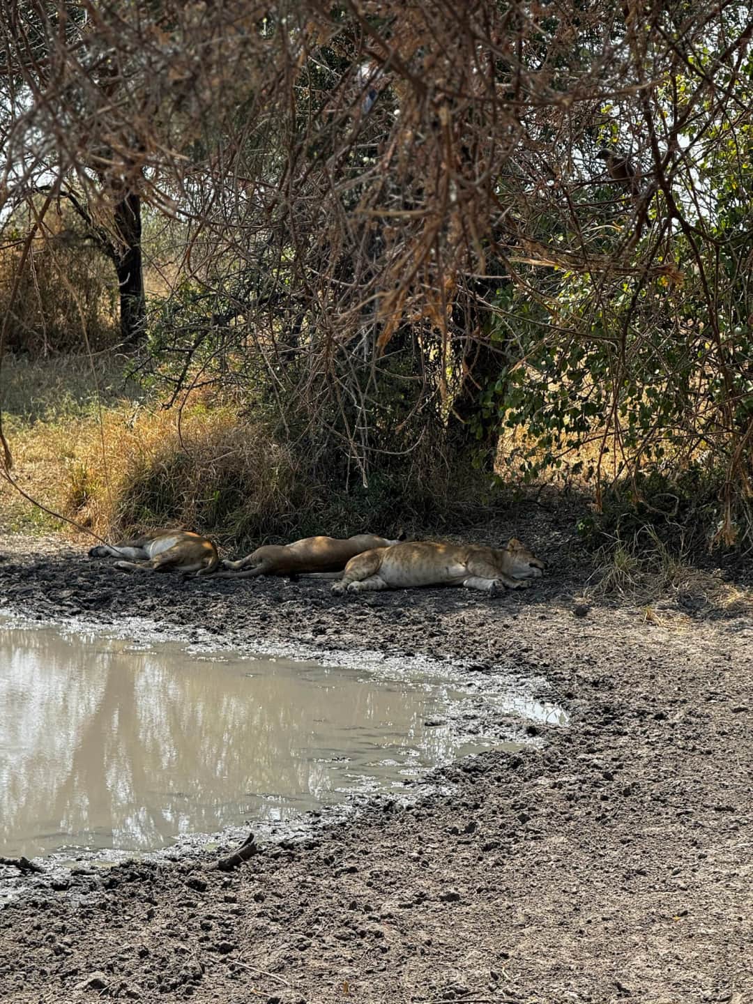 Serengeti to Ngorongoro Crater 