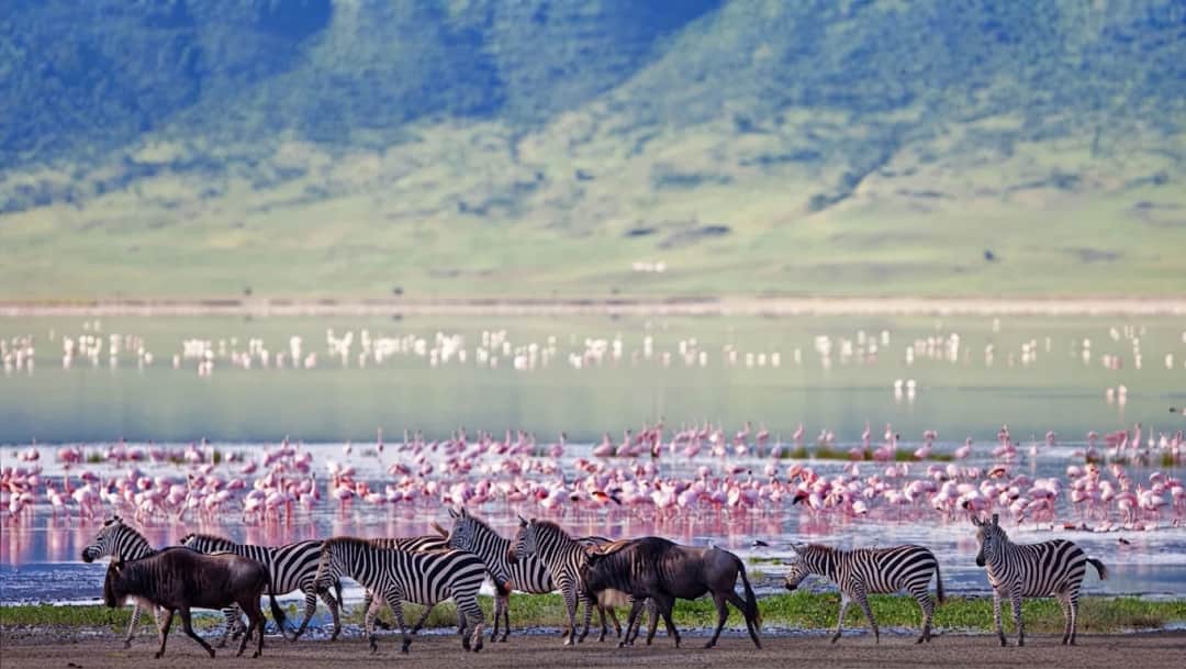 1-tägige Ngorongoro-Krater Wildtiersafari