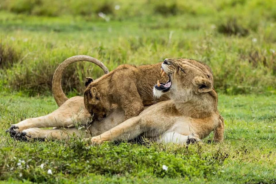 7-Day Serengeti,Ngorongoro and Tarangire