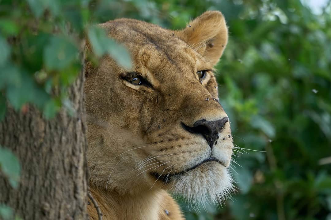 Tarangire to Serengeti Wildlife Adventure