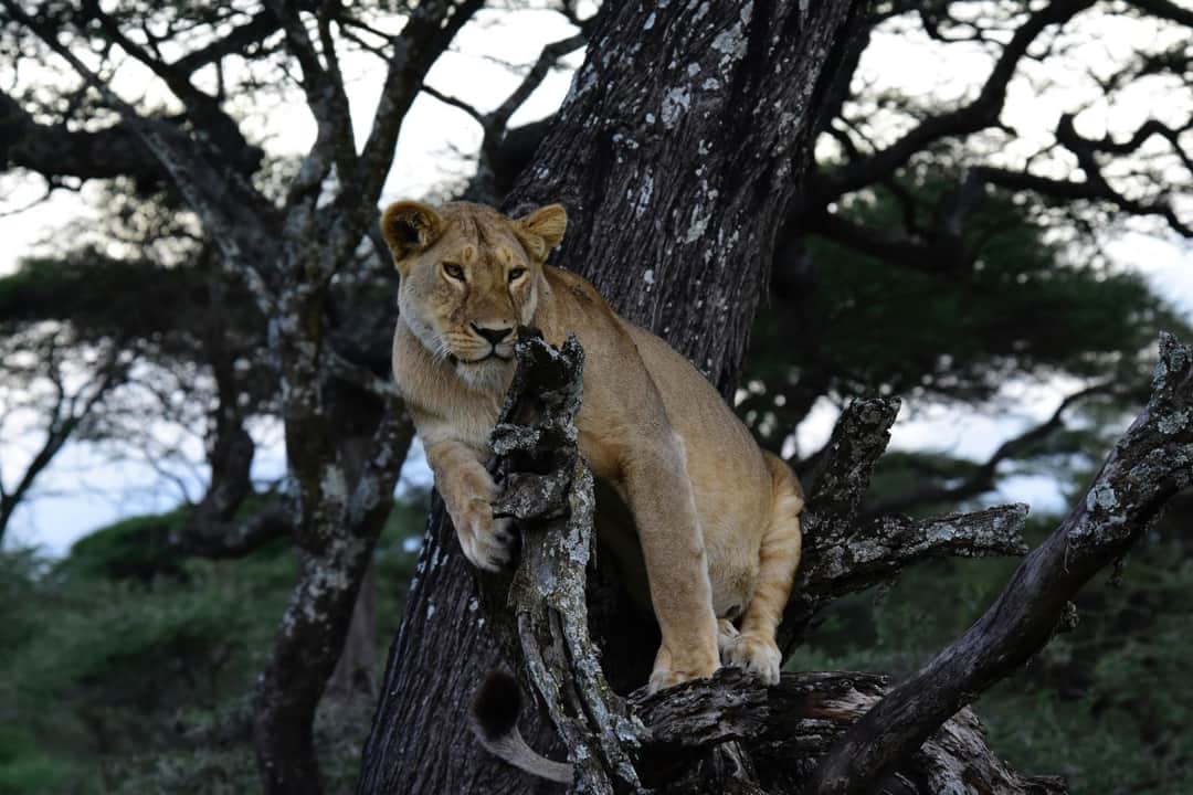 4-Day Whispers of Love in the Wild photo 8