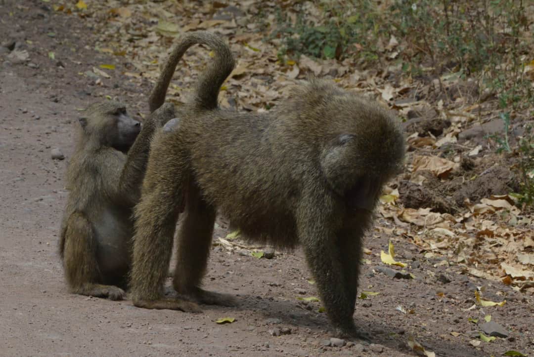 Tarangire to Lake Manyara National Park
