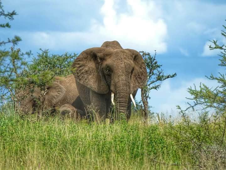 4-Day Serengeti Migration & Ngorongoro Safari photo 3
