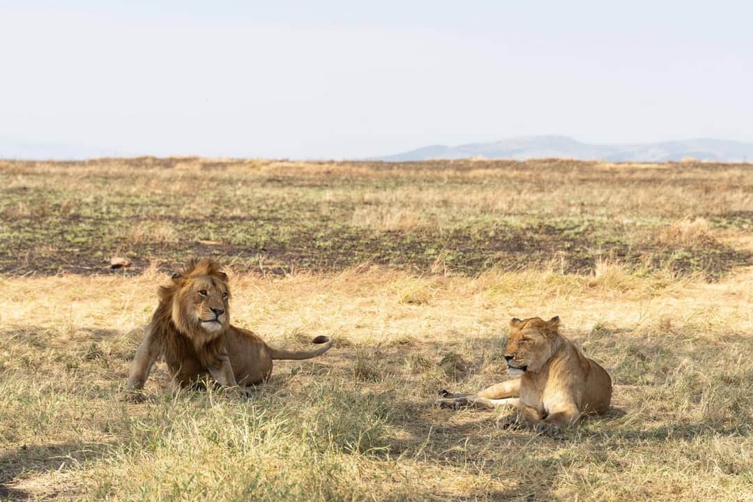 4-Day Whispers of Love in the Wild photo 3
