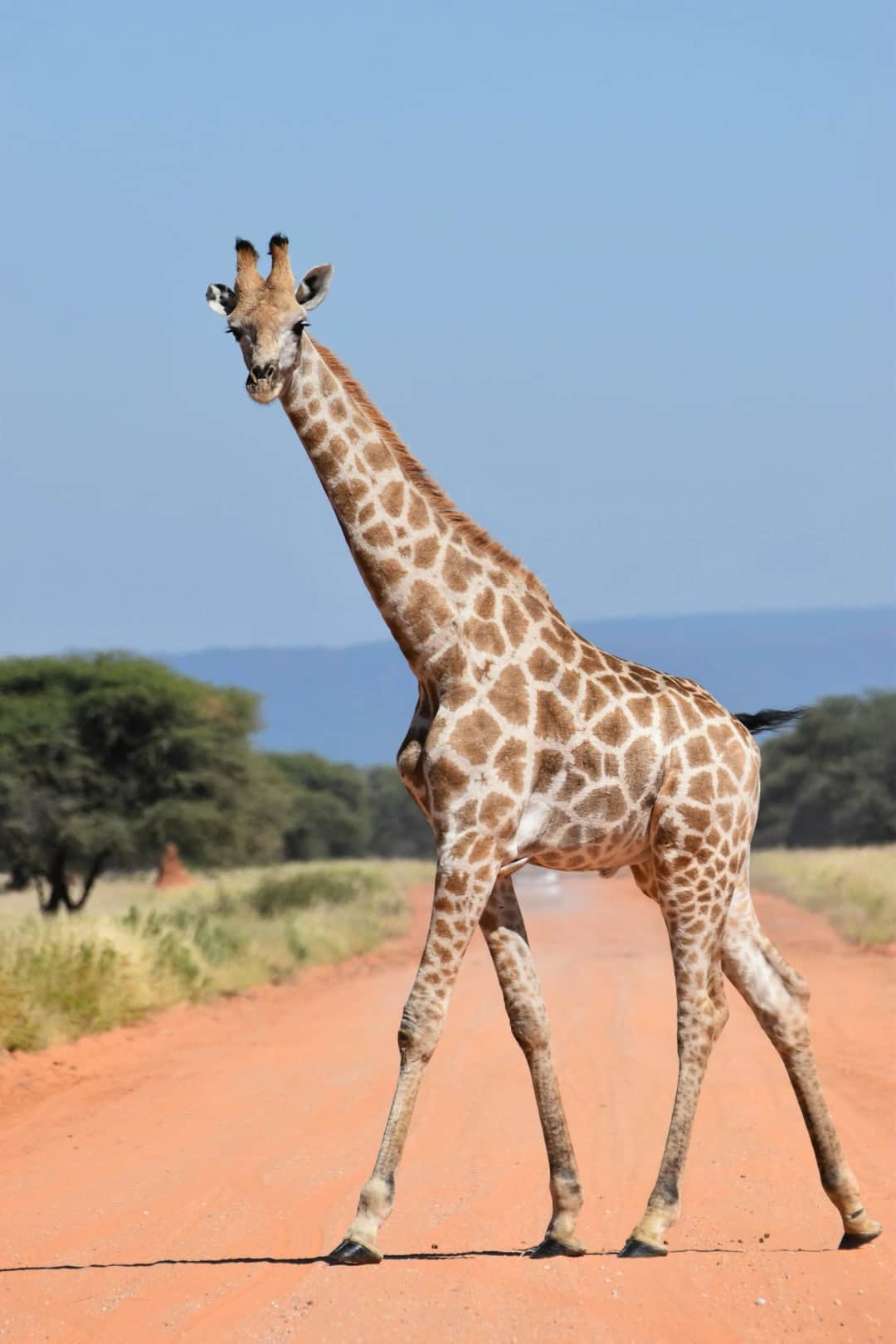 Sentio Safari photo 7