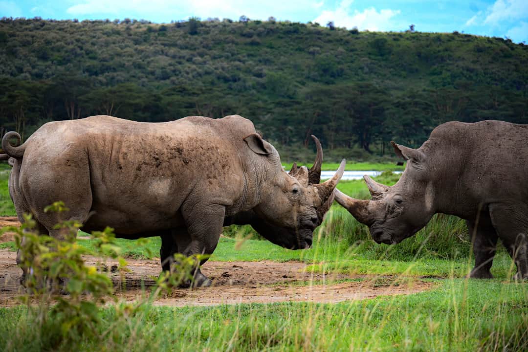 Transfer to Lake Nakuru