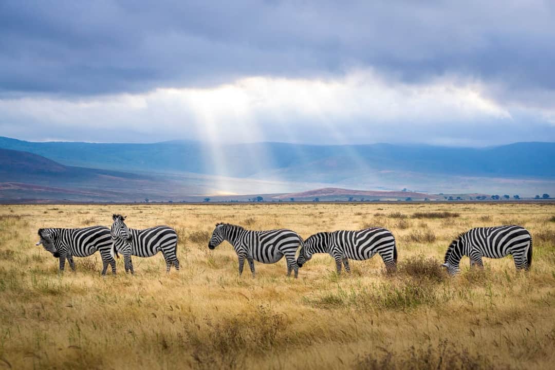 8-Day Tanzania Safari & Zanzibar Adventure photo 8