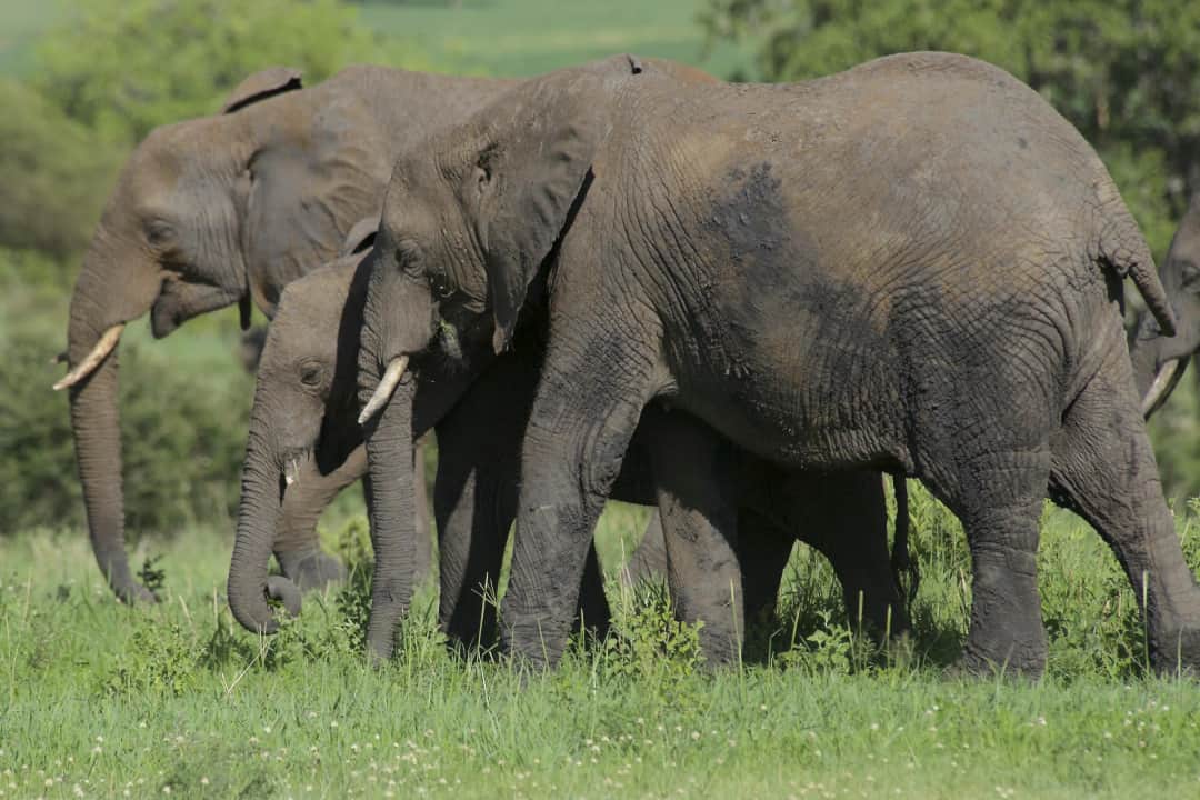 Tarangire National Park
