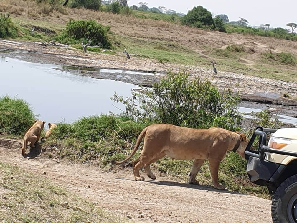 4-Day Lodge Safari: Tarangire, Serengeti & Ngorongoro photo 3
