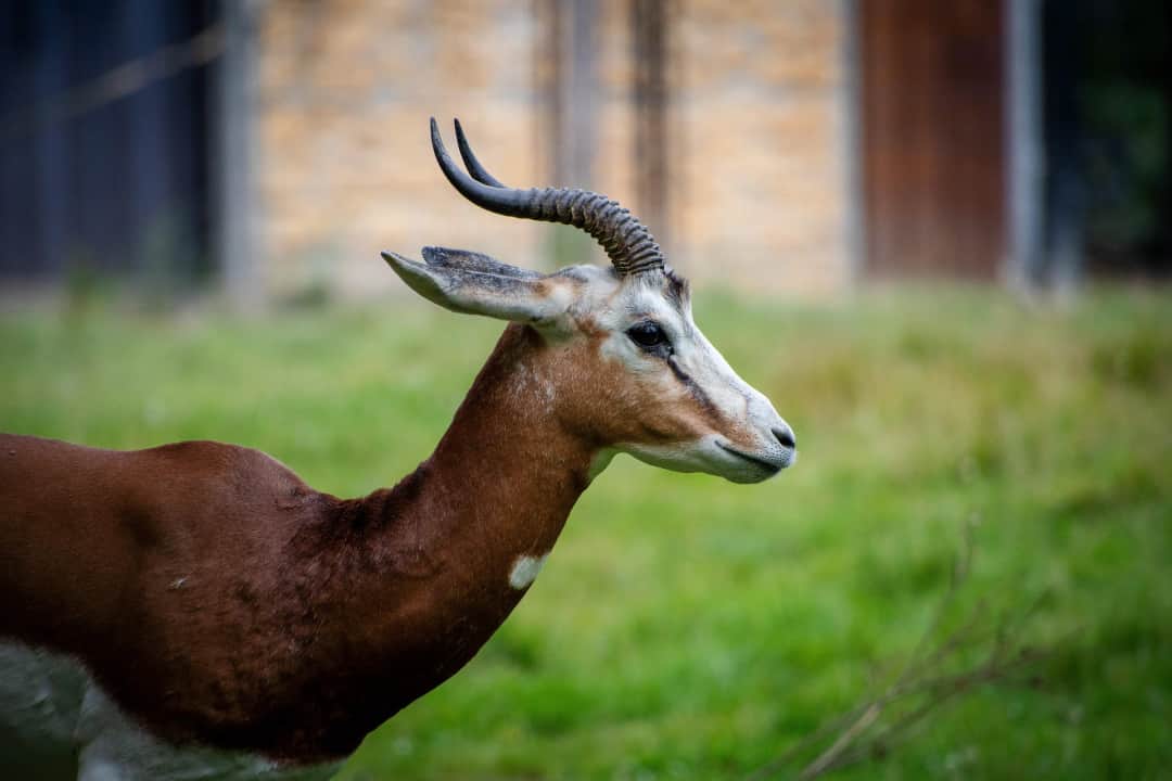  KARATU – LAKE MANYARA NATIONAL PARK 