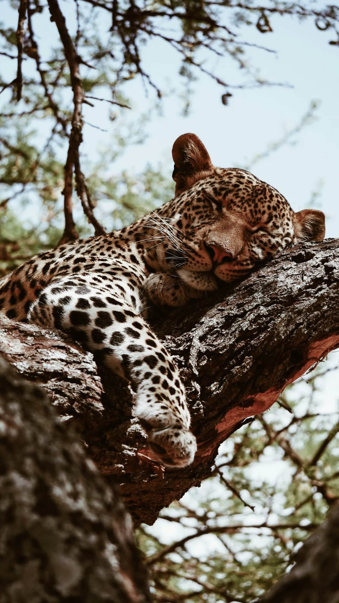 5-Day Fly-In Tanzania Safari photo 4