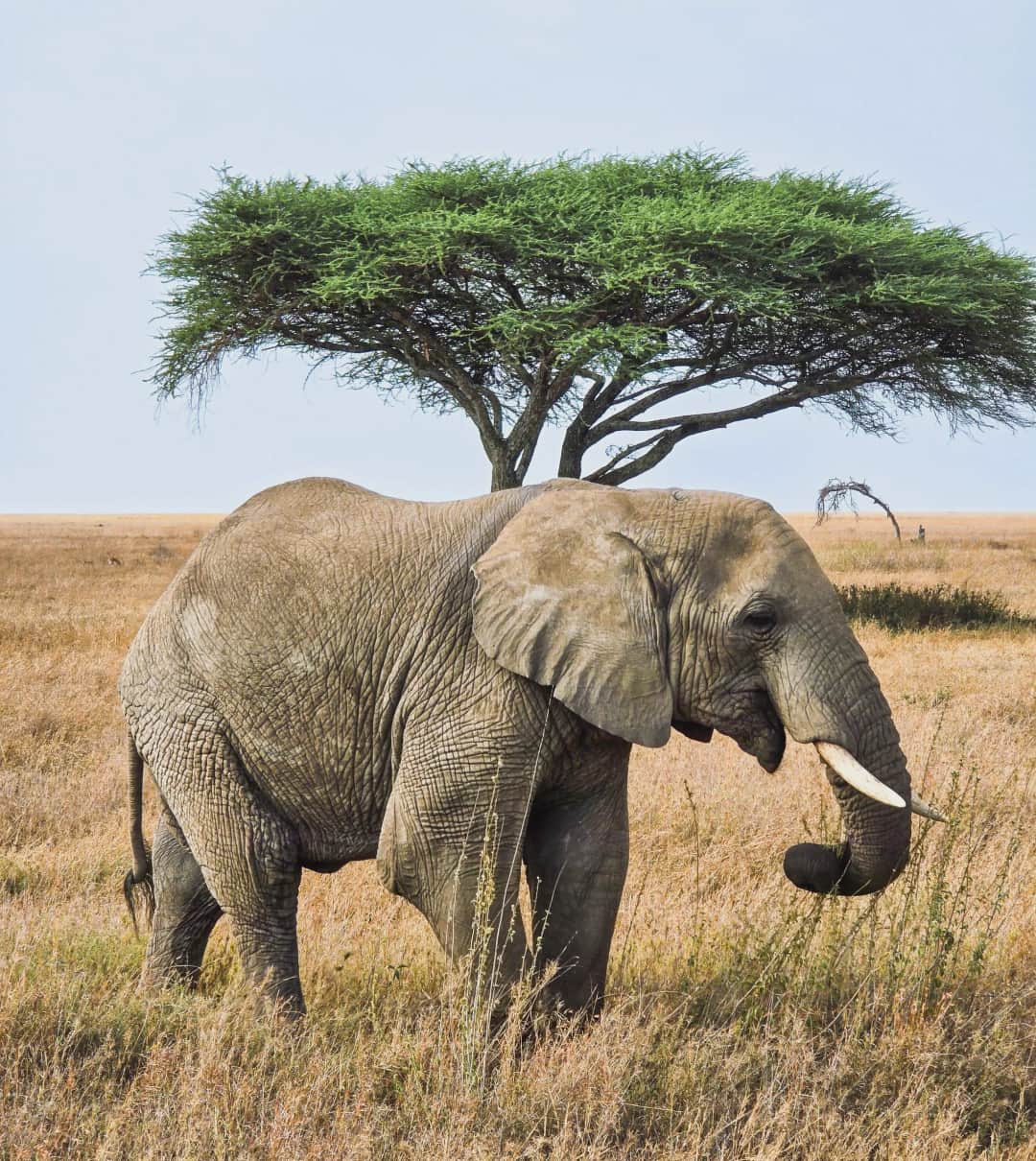 Sentio Safari photo 27